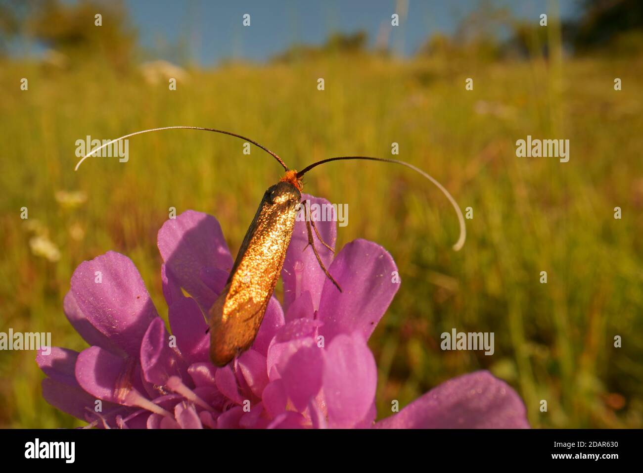 Gold longhorn moth (Nemophora metallica) sitting on a scarbiose, Hesse, Germany Stock Photo