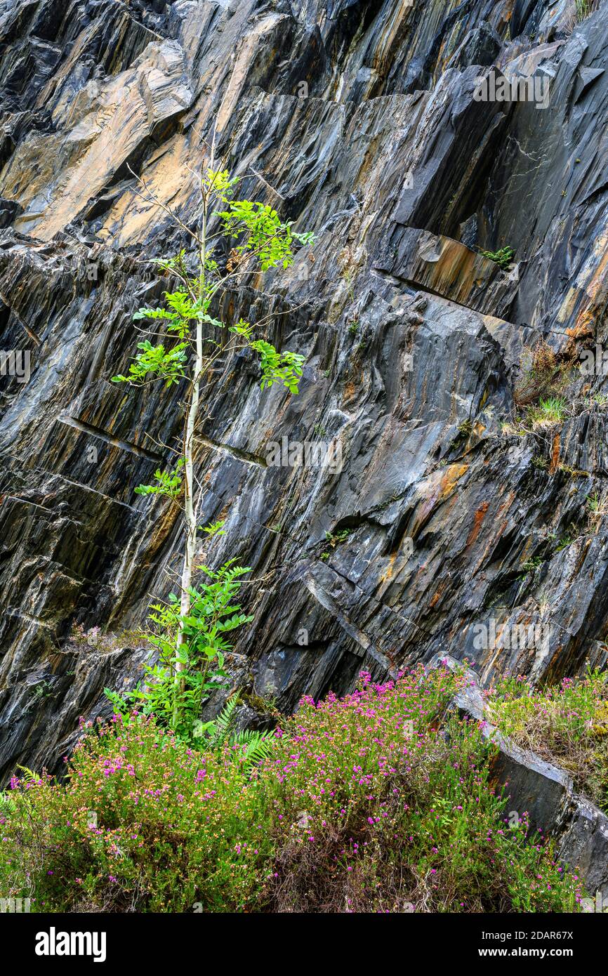 Birch (Betula) grows on a slate rock, Ballachulish, Scotland, Great Britain Stock Photo