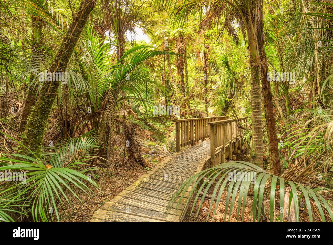 Kauri Grove Lookout Walk, Oceania, Waitako, Coromandel Peninsula, North Island, New Zealand Stock Photo