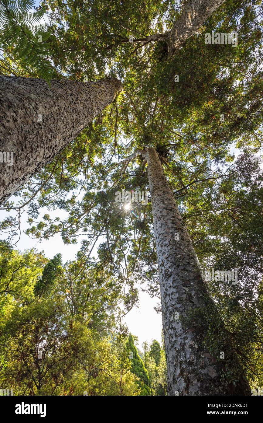 Kauri trees (Agatihis), Oceania, Kauri Grove Lookout Walk, Waitako, Coromandel Peninsula, North Island, New Zealand Stock Photo