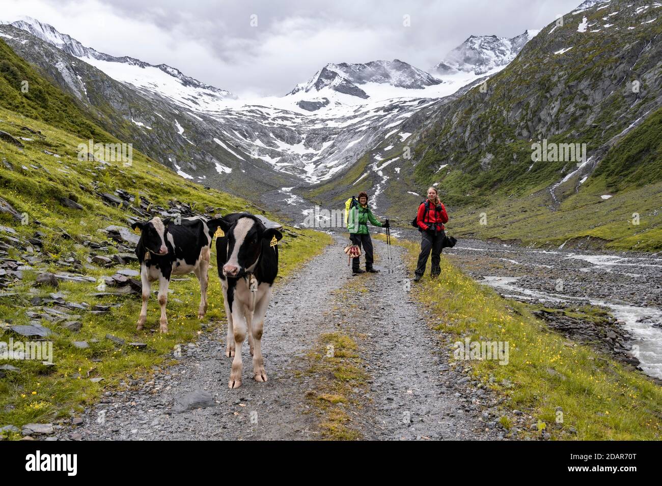 Kuehe und Wanderer auf Wanderweg vor Gletscher, Schlegeiskees, Schnee bedeckte Berggipfel, Hoher Weiszint, Berliner Hoehenweg, Zillertal, Tirol Stock Photo
