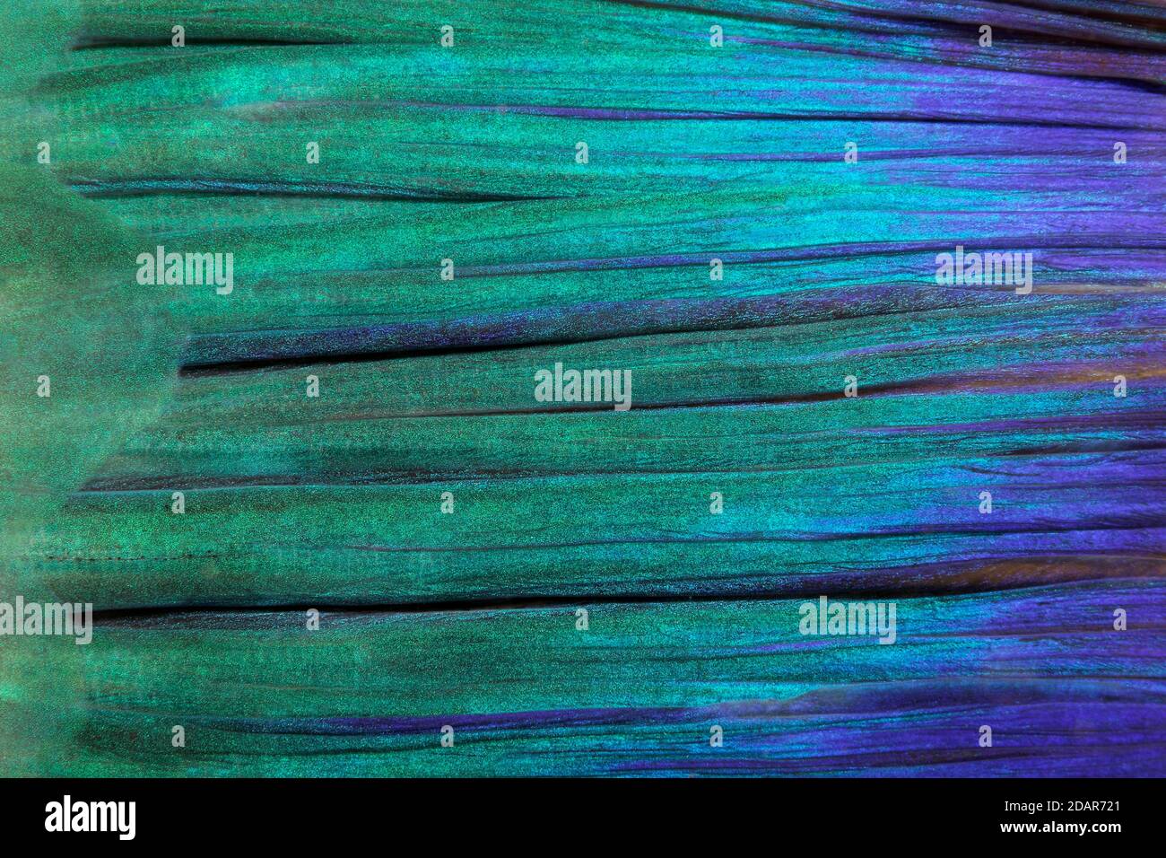 Detail of tail fin, parrot fish (Scarus), Pacific, Great Barrier Reef, UNESCO World Heritage, Australia Stock Photo