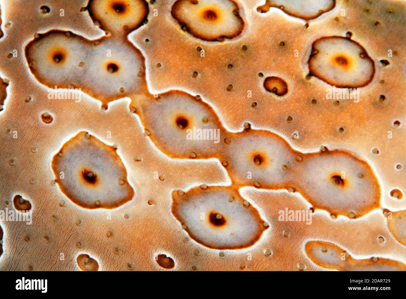 Detail of Eye patch sea cucumber (Bohadschia argus), Pacific, Great Barrier Reef, Australia Stock Photo
