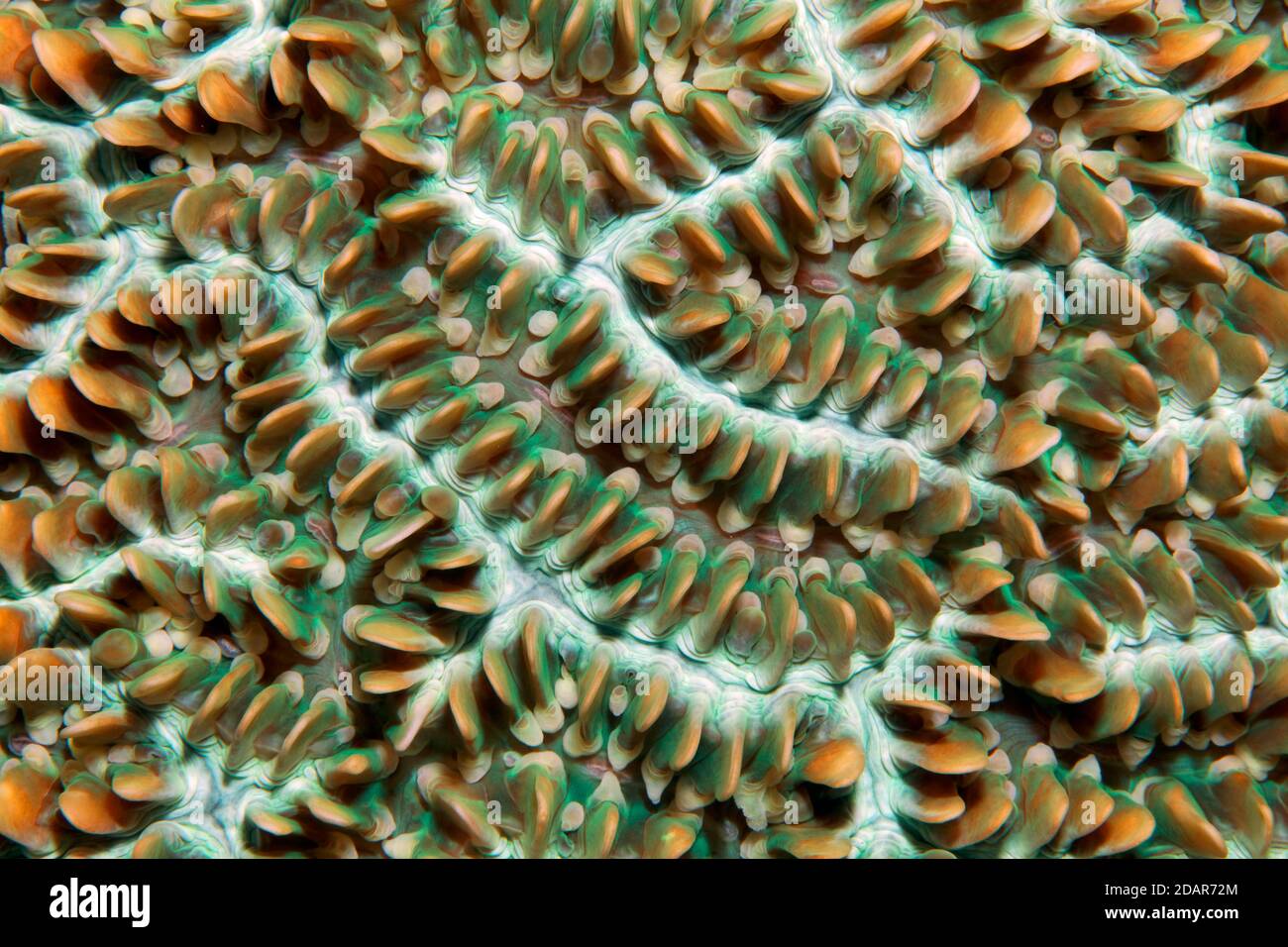 Colony of coral polyps in brain corallae (Physogyra lichtensteini), Pacific, Great Barrier Reef, UNESCO World Heritage Site, Australia Stock Photo