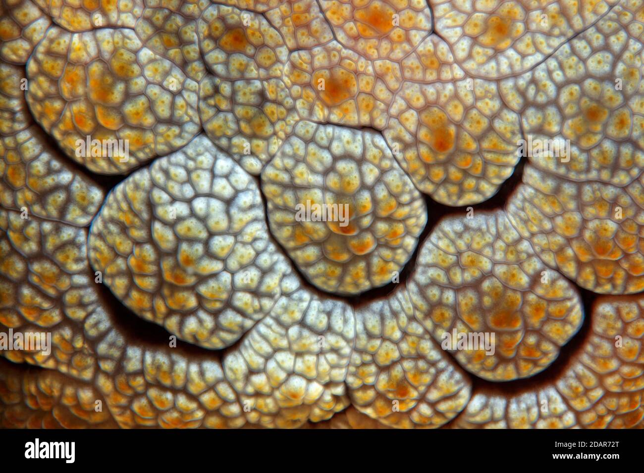 Detail of Forsskal's Pleurobranch (Pleurobranchus forskalii