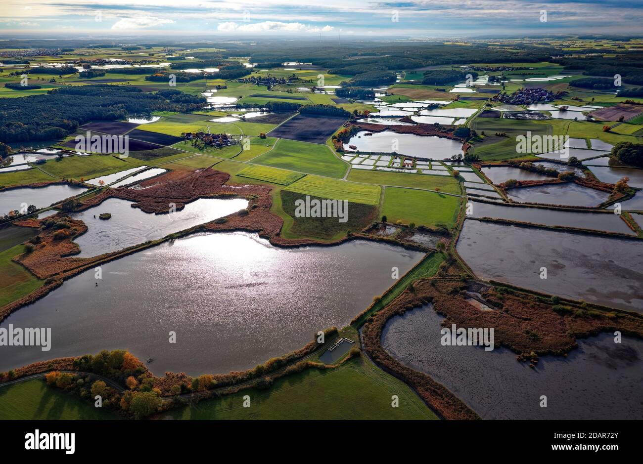 Carp pond, carp pond, fish farming, nature reserve bird sanctuary, pond