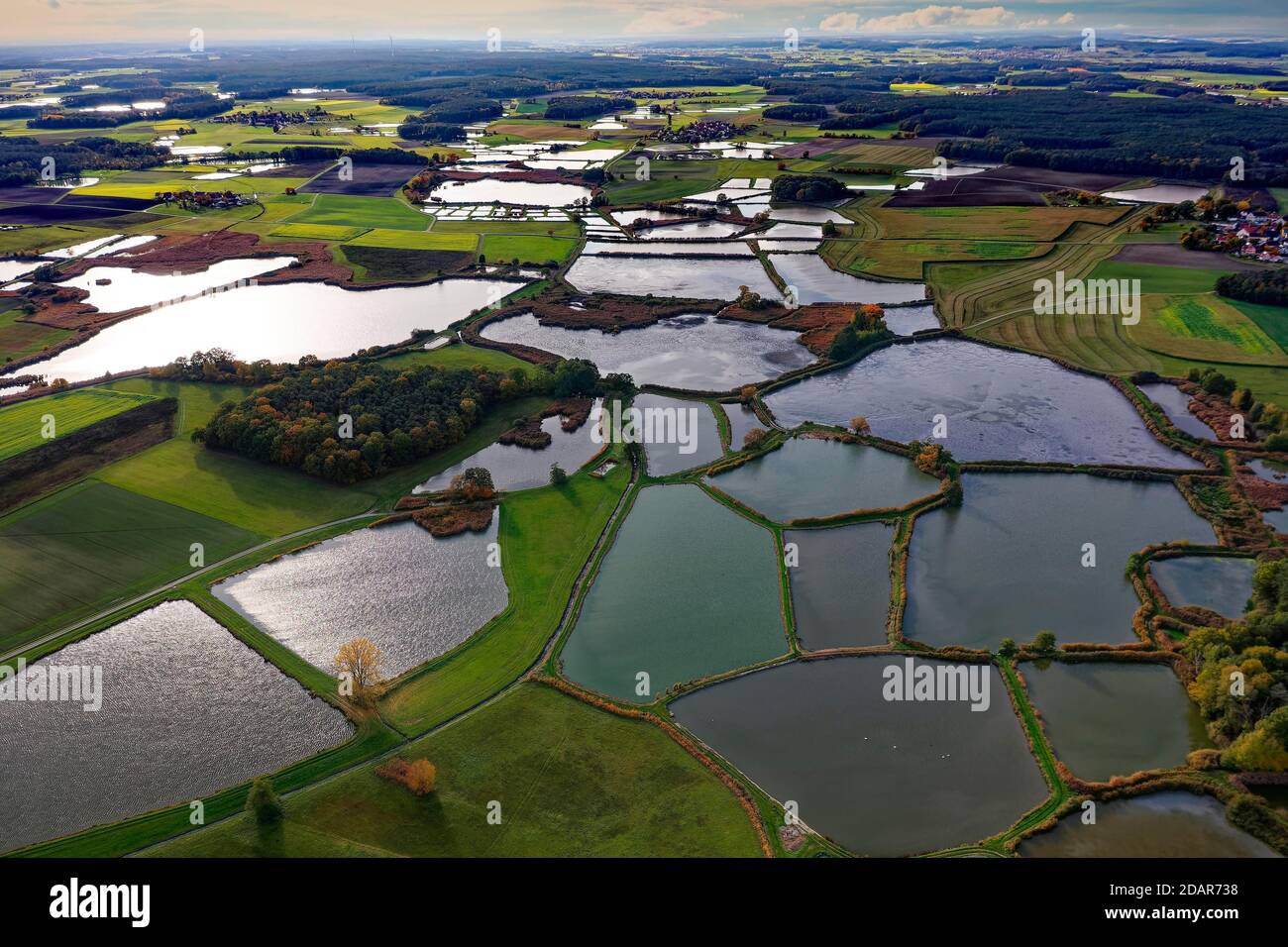 Carp pond, carp pond, fish farming, nature reserve bird sanctuary, pond