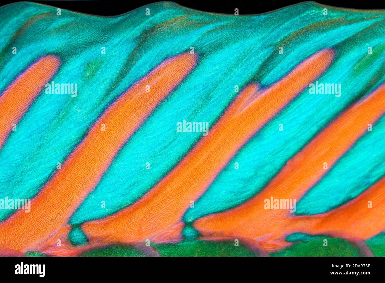 Detail of dorsal fin, parrot fish (Scarus), Pacific, Great Barrier Reef, UNESCO World Heritage, Australia Stock Photo