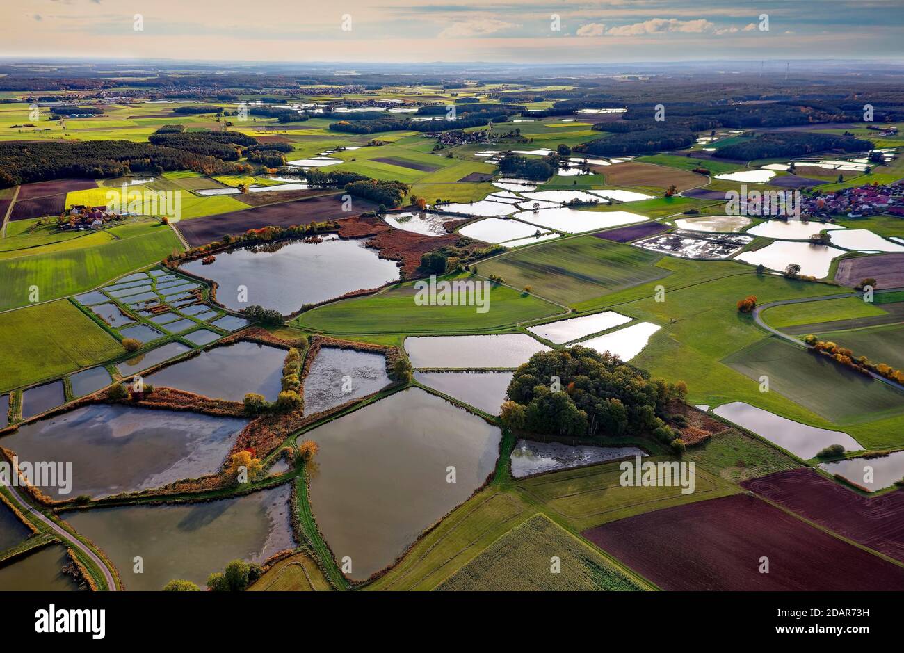 Carp pond, carp pond, fish farming, nature reserve bird sanctuary, pond