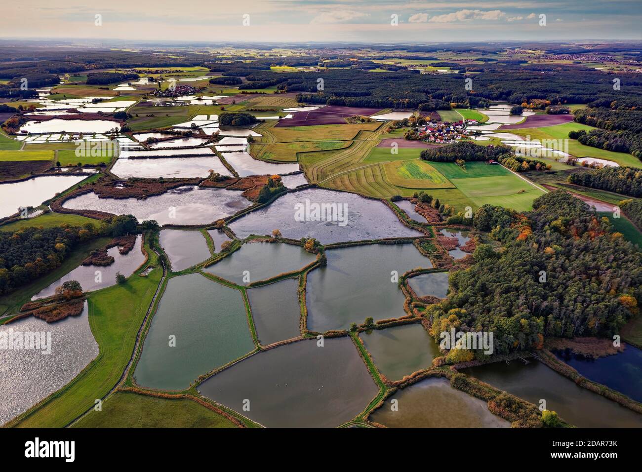 Carp pond, carp pond, fish farming, nature reserve bird sanctuary, pond