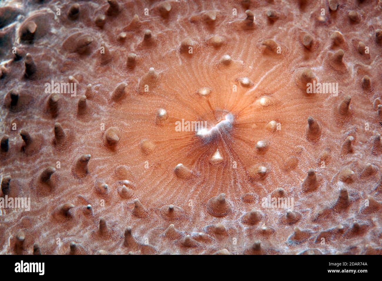 Slice anemone, Giant Cup Mushroom (Amplexidiscus fenestrafer), detail with mouth, Pacific, Great Barrier Reef, UNESCO World Heritage, Australia Stock Photo