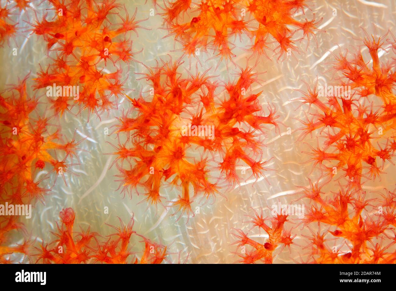 Open coral polyps on the trunk of a soft coral (Dendronephthya), coral, Pacific, Great Barrier Reef, UNESCO World Heritage, Australia Stock Photo