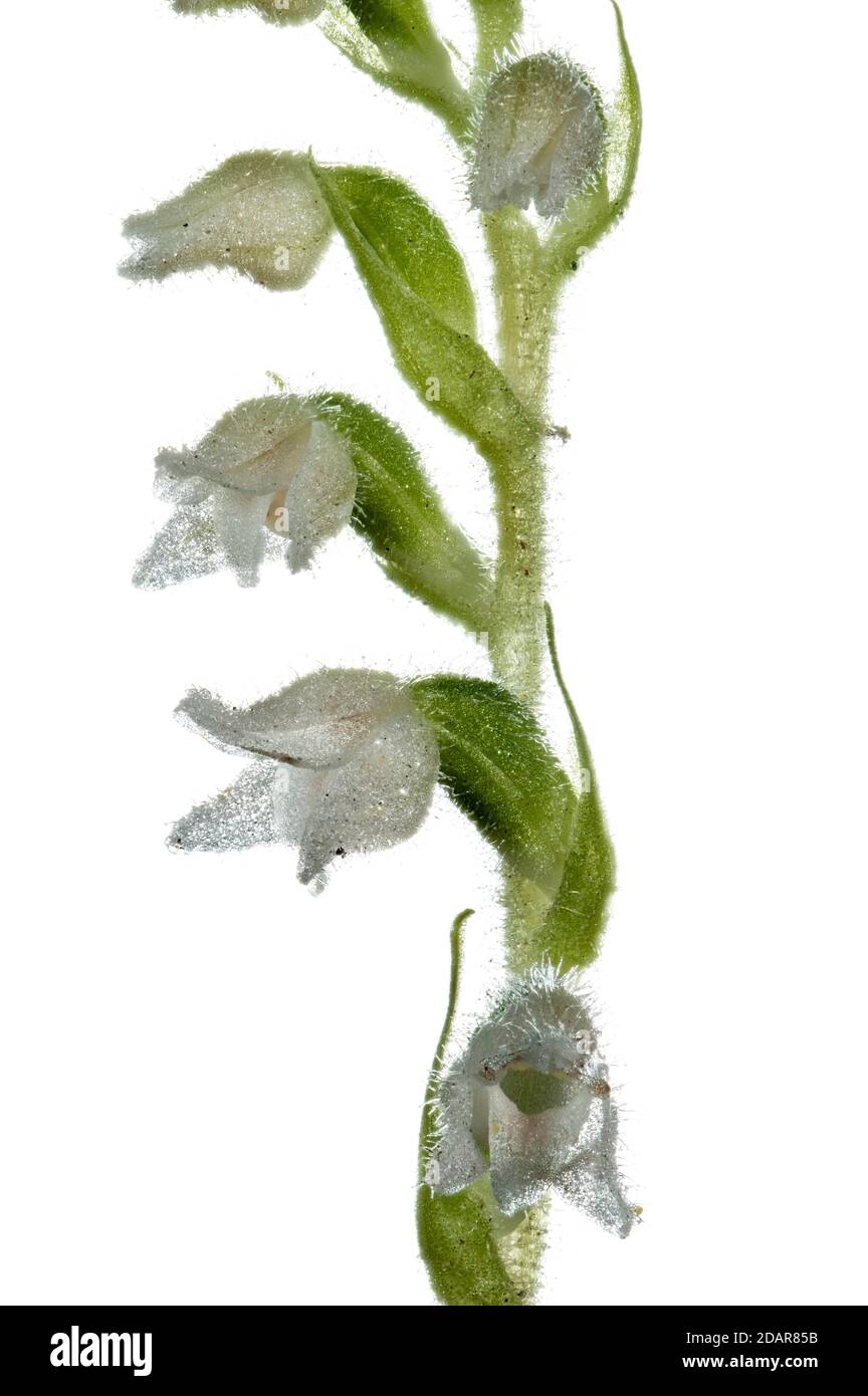 Goodyera repens (Goodyera repens) Orchid of the Year 2021, Pruemzurlay, Niederweis, Rhineland-Palatinate, Germany Stock Photo