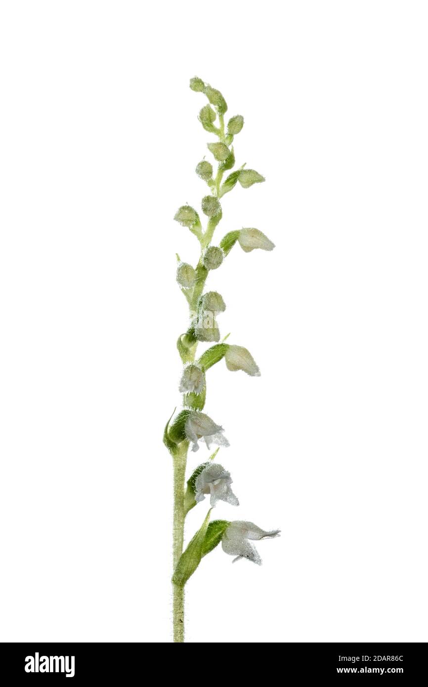 Goodyera repens (Goodyera repens) Orchid of the Year 2021, Pruemzurlay, Niederweis, Rhineland-Palatinate, Germany Stock Photo