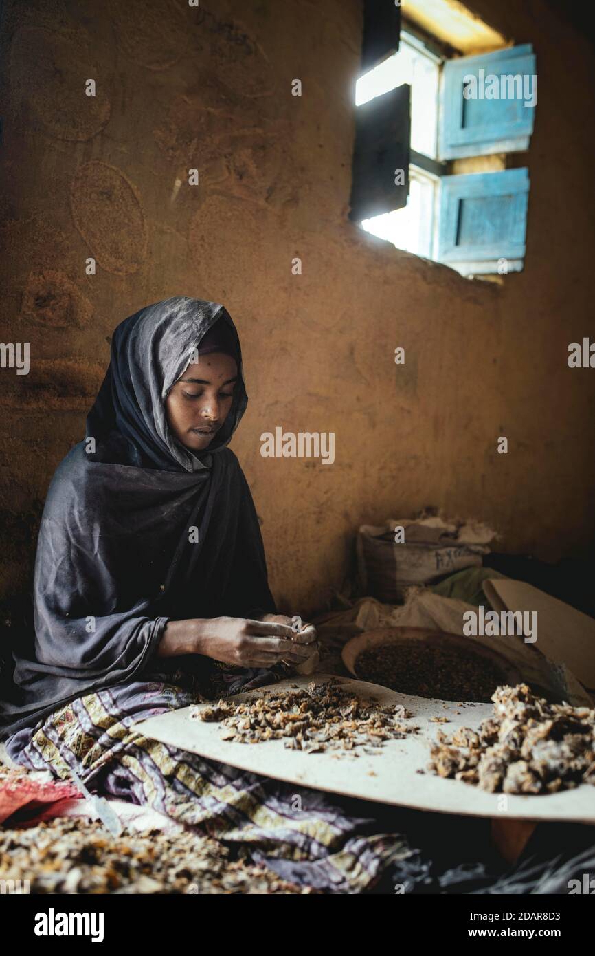 Frankincense dealer, in the premises incense of different quality grades and varieties is cleaned and sorted, Erigavo, Sanaag, Somaliland Stock Photo