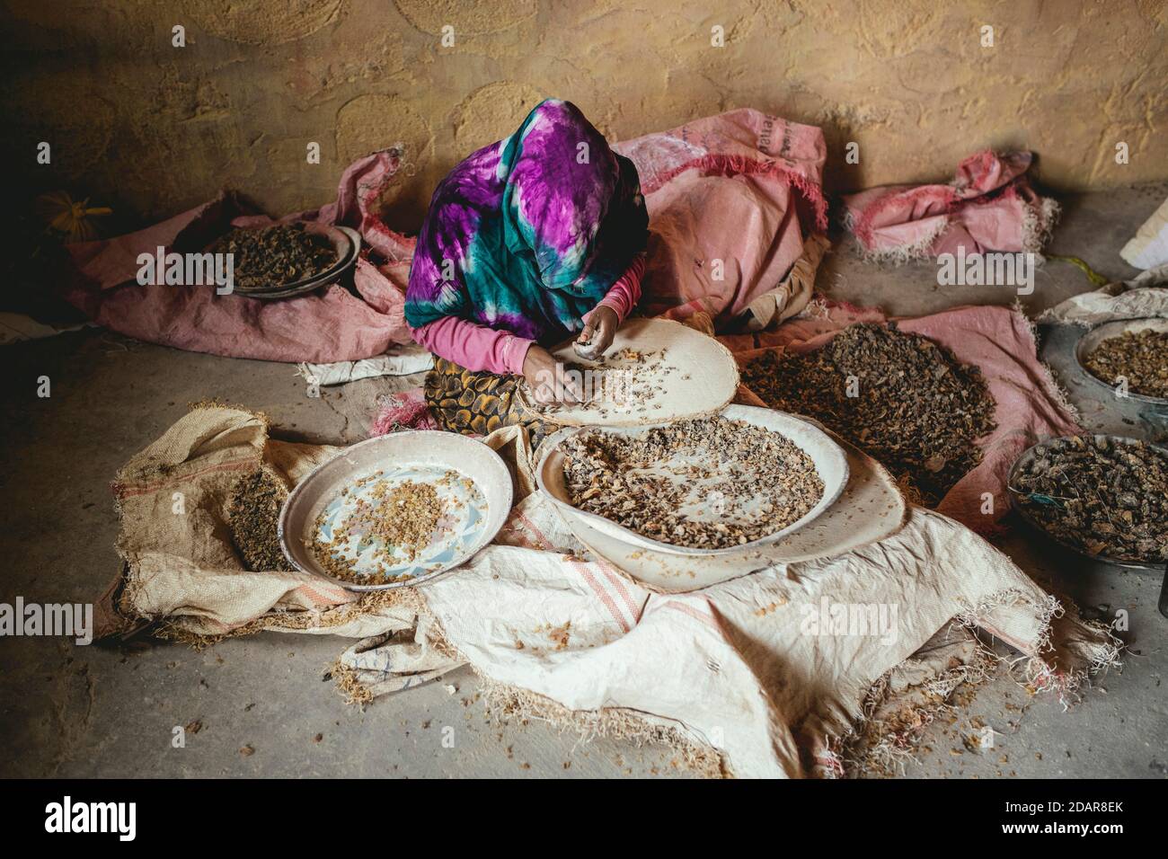 Frankincense dealer, in the premises incense of different quality grades and varieties is cleaned and sorted, Erigavo, Sanaag, Somaliland Stock Photo