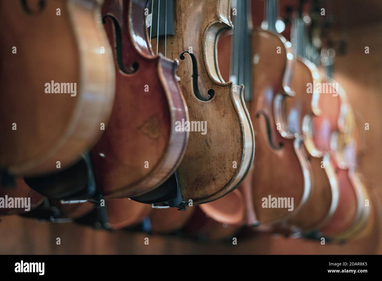 Finished violins, master violin maker Rainer W. Leonhardt, Mittenwald, Bavaria, Germany Stock Photo