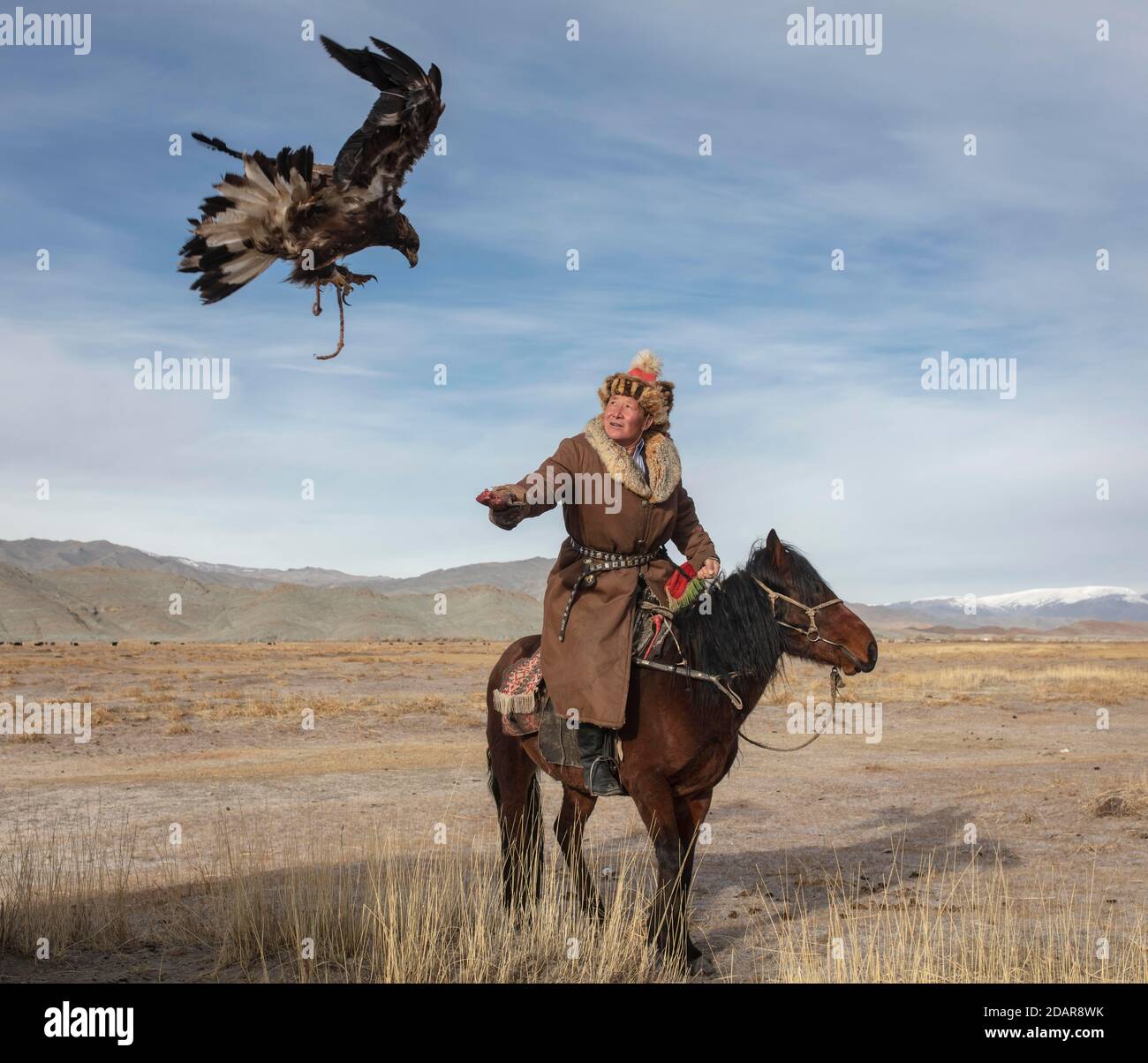 Spai Bashakan trains his female eagle, Olgii, Mongolia Stock Photo