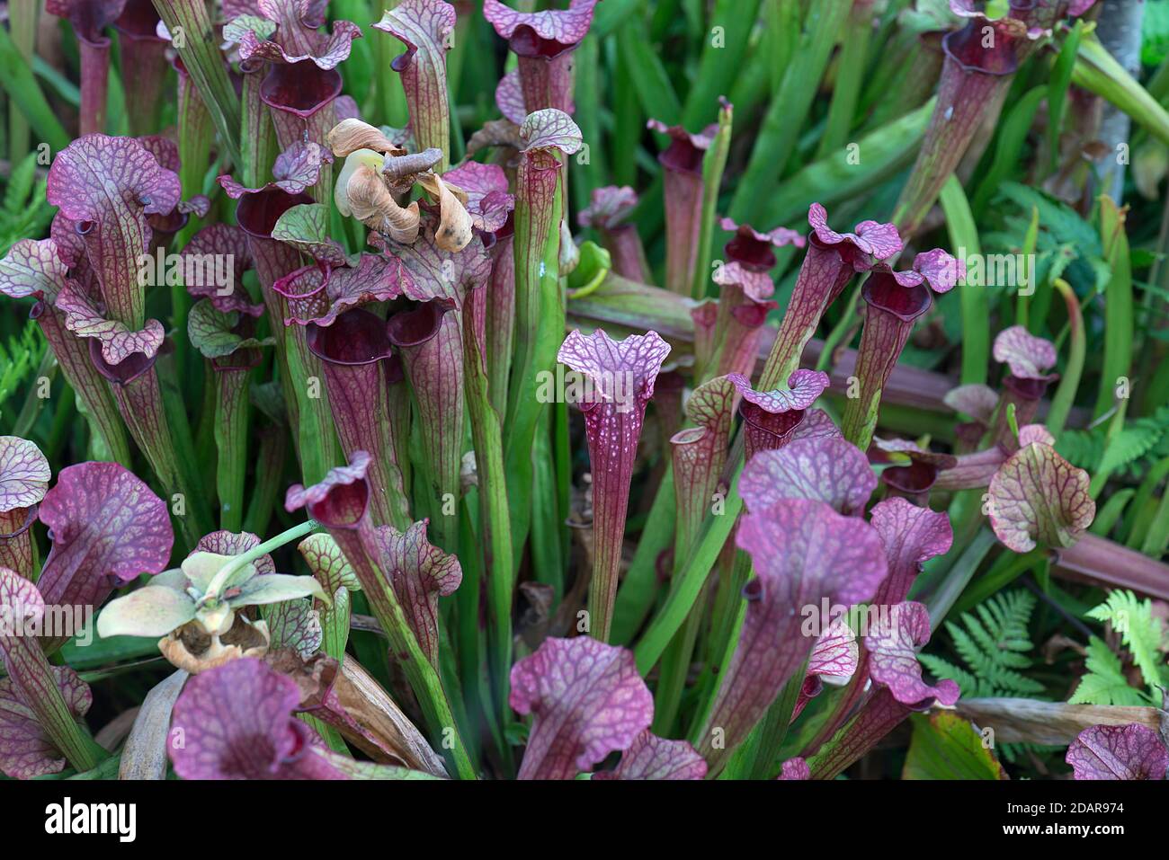 Purple pitcher plants (Sarracenia purpurea) Botanical Garden, Muenster, North Rhine-Westphalia, Germany Stock Photo