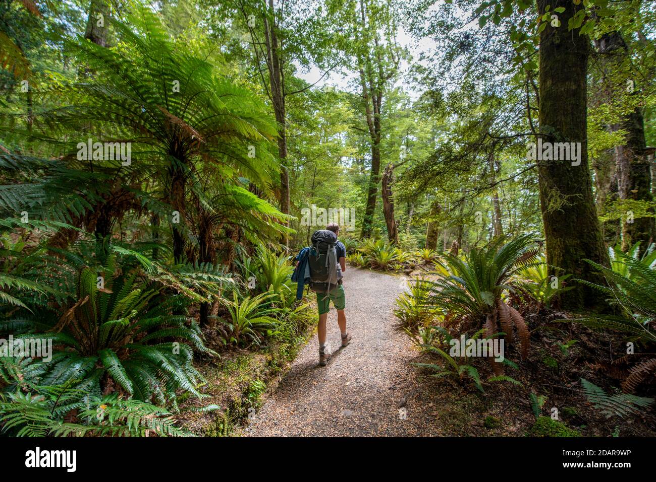 Dense forest of male fern hi-res stock photography and images - Alamy
