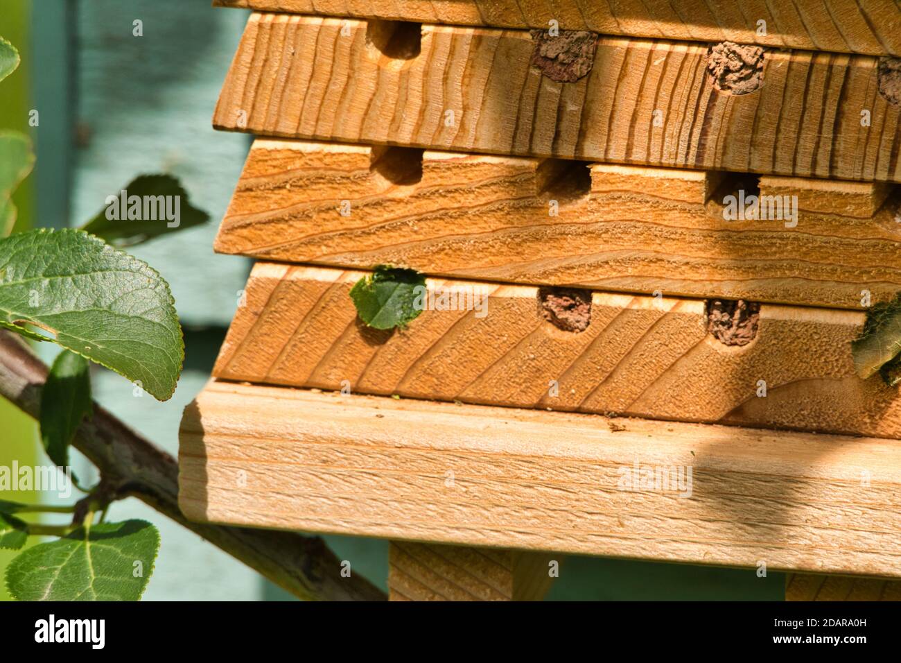 Leaf cutter bee sealing eggs Stock Photo