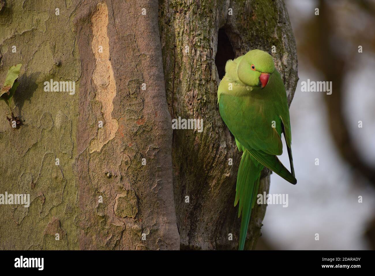 The ring necked parakeet has green plumage a red bill eye circle and pinkish neck. It is alien species to the UK often seen between Windsor and London Stock Photo