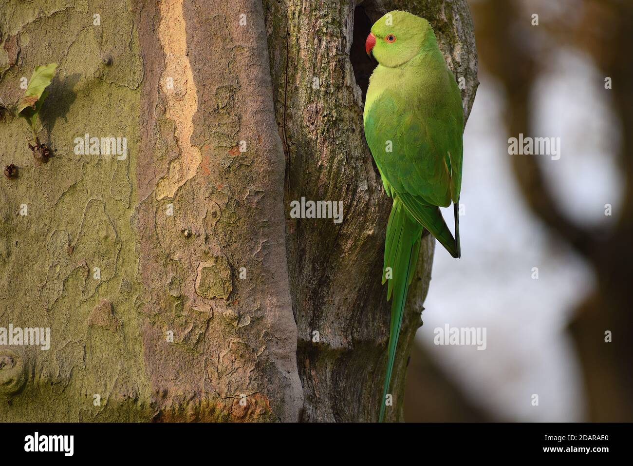 Ring-necked parakeets are recognised by loud squawking calls They have green plumage red bill and eye-ring seen along the Thames common in west London Stock Photo