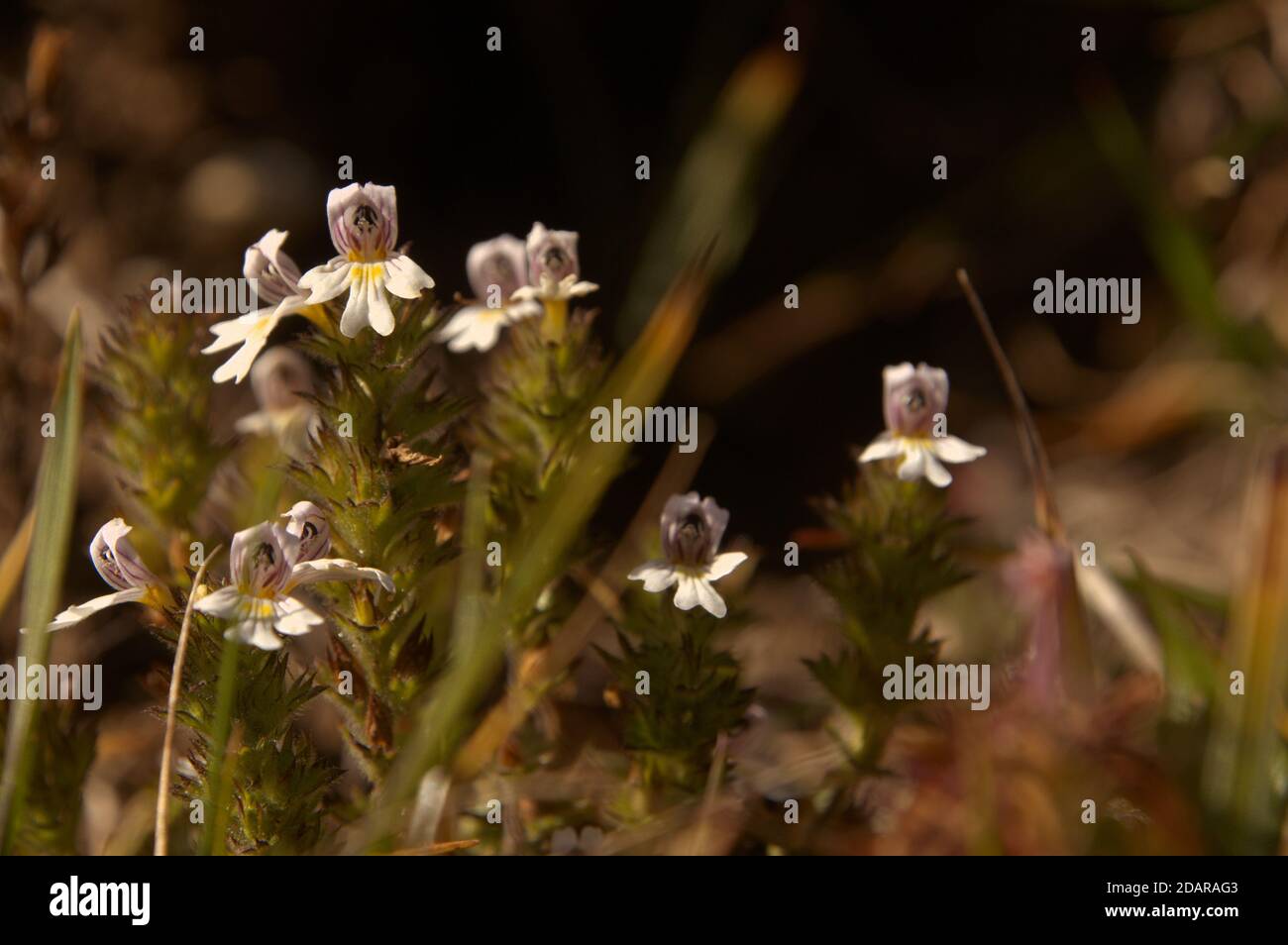 Eyebright (Euphrasia pectinata) flowering on Alp Palfries, Switzerland Stock Photo