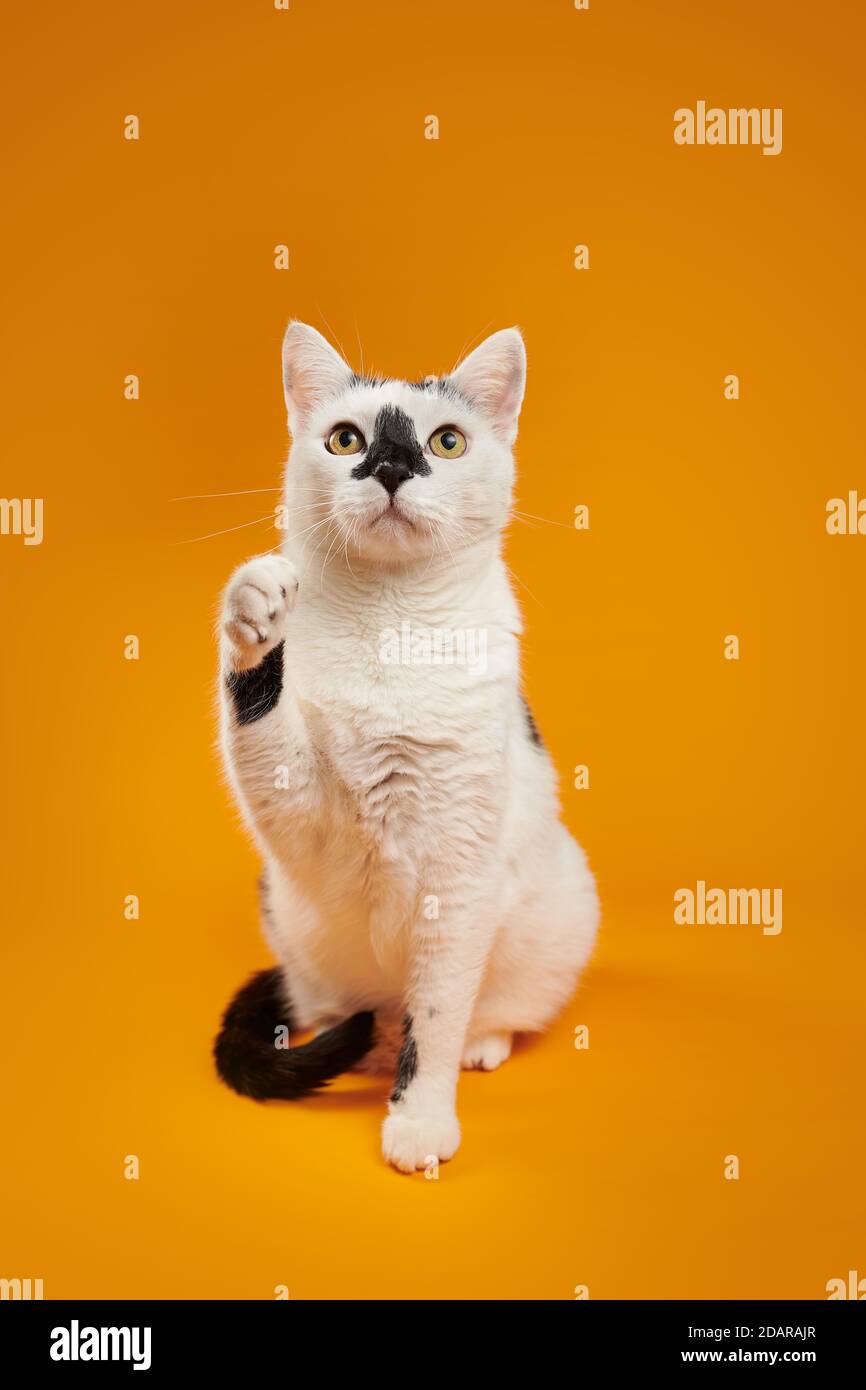 Black and white cat (Felis silvestris catus) sitting, raising paw