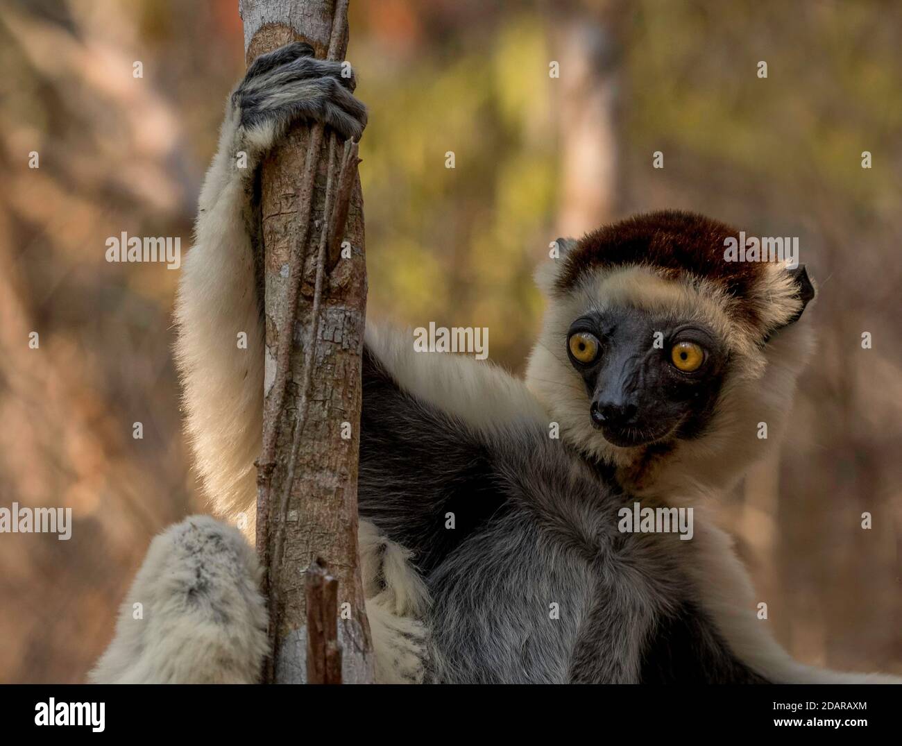Lemur, Sifaka, wetnosed monkey, primate, semimonkey, Kirindy