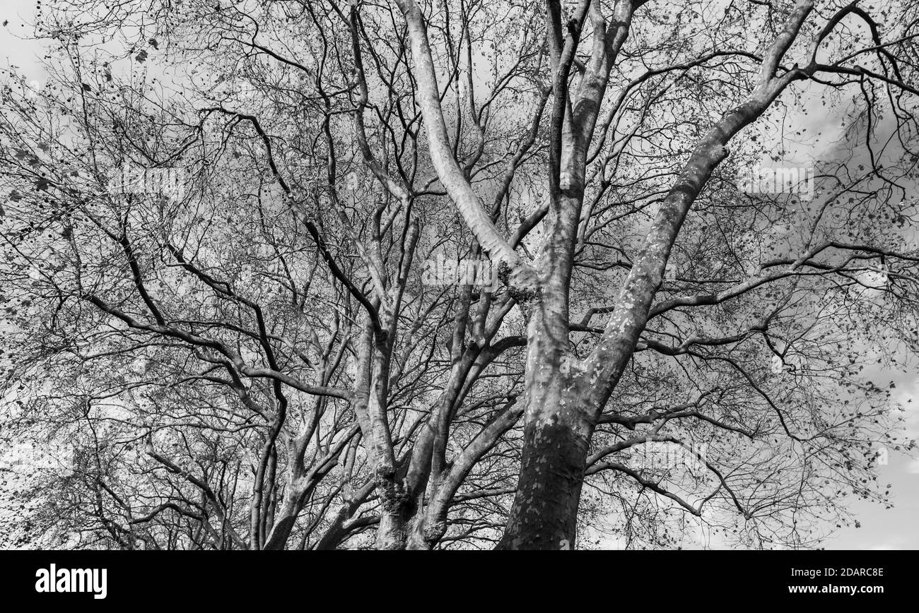 Black and white, monochrome image of trees without any leaves in November on a clear day. Stock Photo