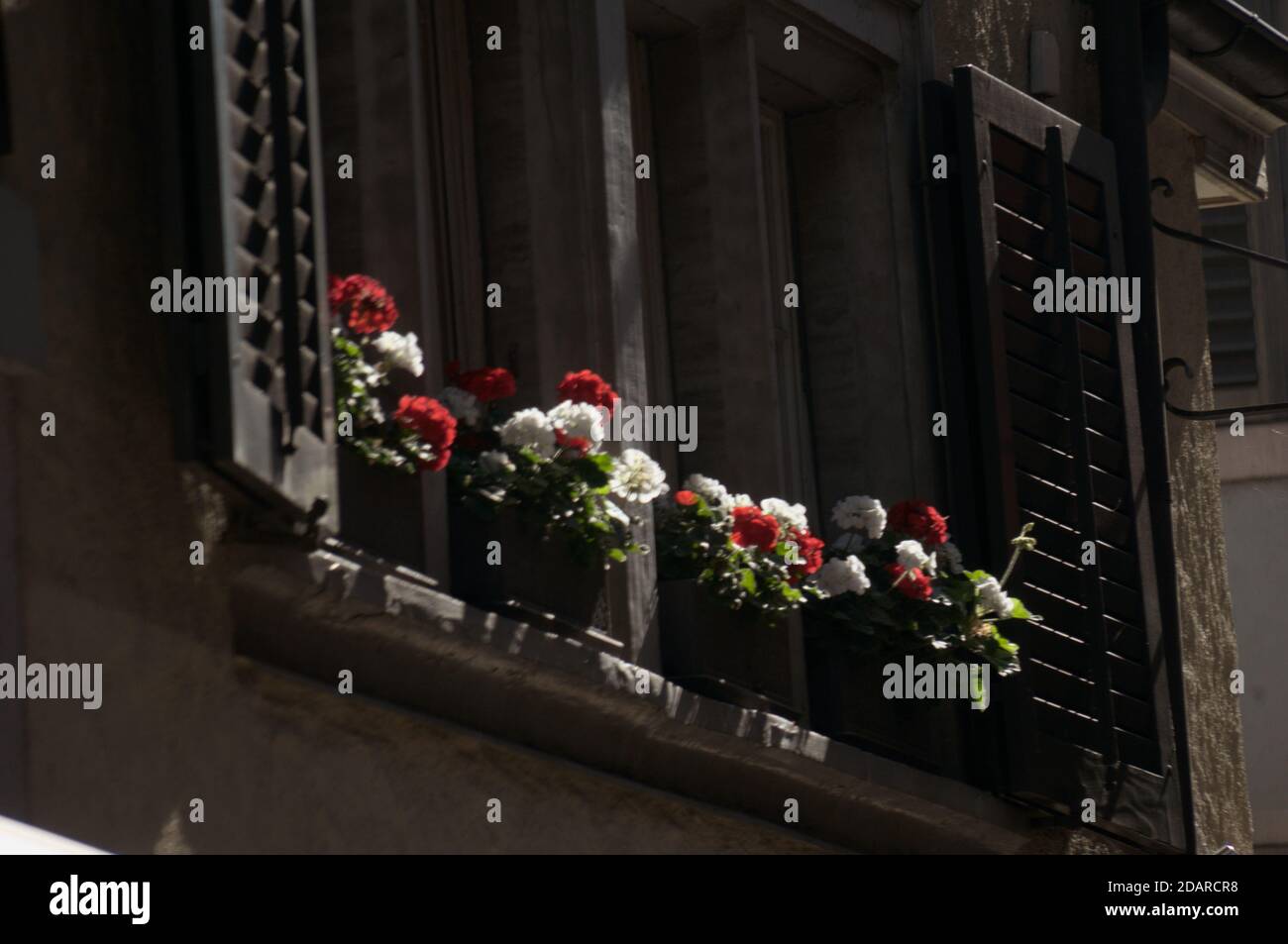 Geraniums in window-boxes beneath shuttered window, Baar in Switzerland Stock Photo