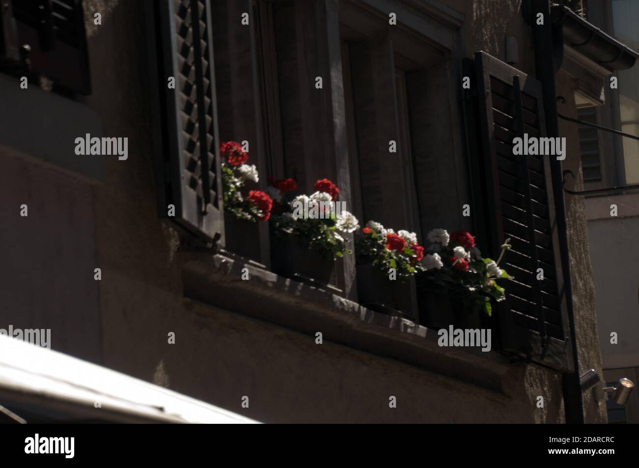 Geraniums in window-boxes beneath shuttered window, Baar in Switzerland Stock Photo