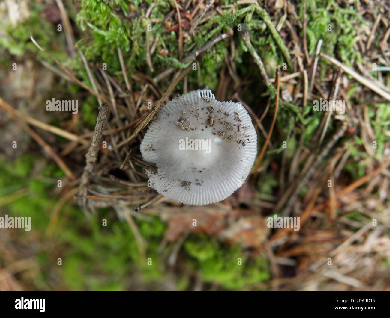 Mushroom up down view at a walk in thuringia in autumn Stock Photo