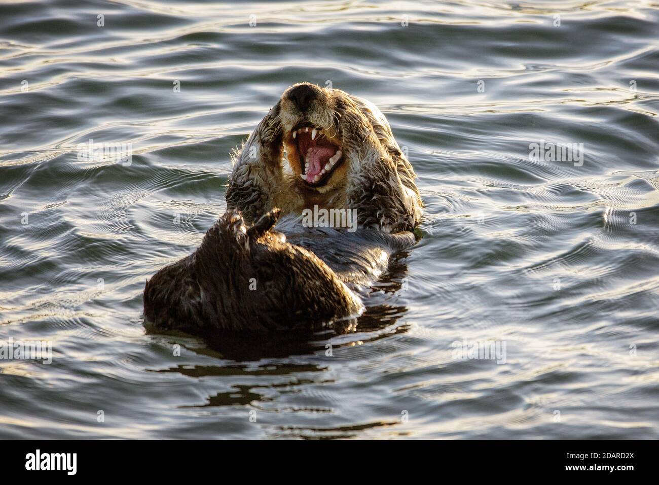 A Sea Otter (Enhydra lutris) appears to be laughing in the Elkhorn Slough, Moss Landing, California Stock Photo