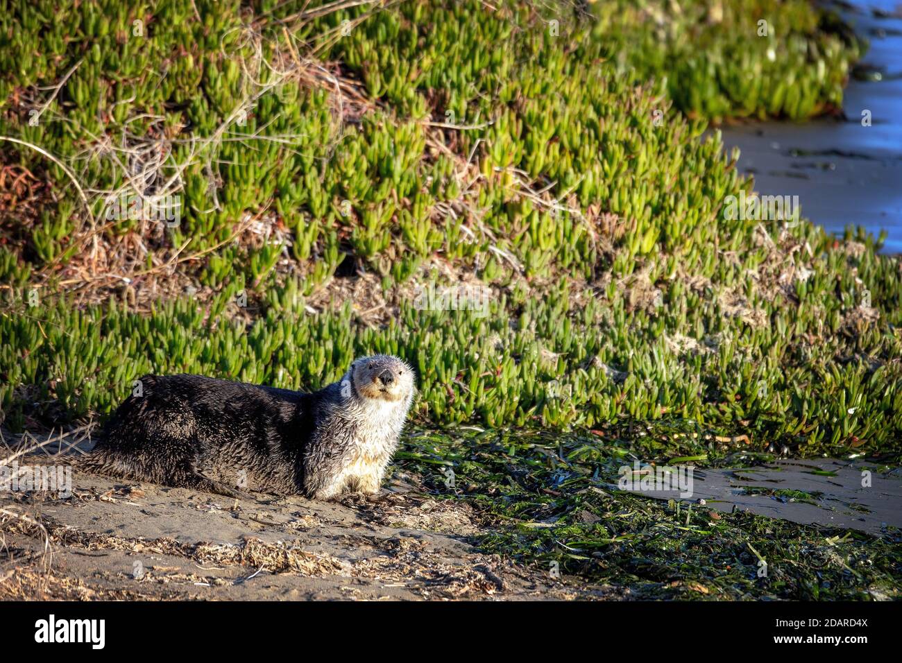 A Sea Otter (Enhydra lutris) on the shore of the Elkhorn Slough, Moss Landing, California Stock Photo