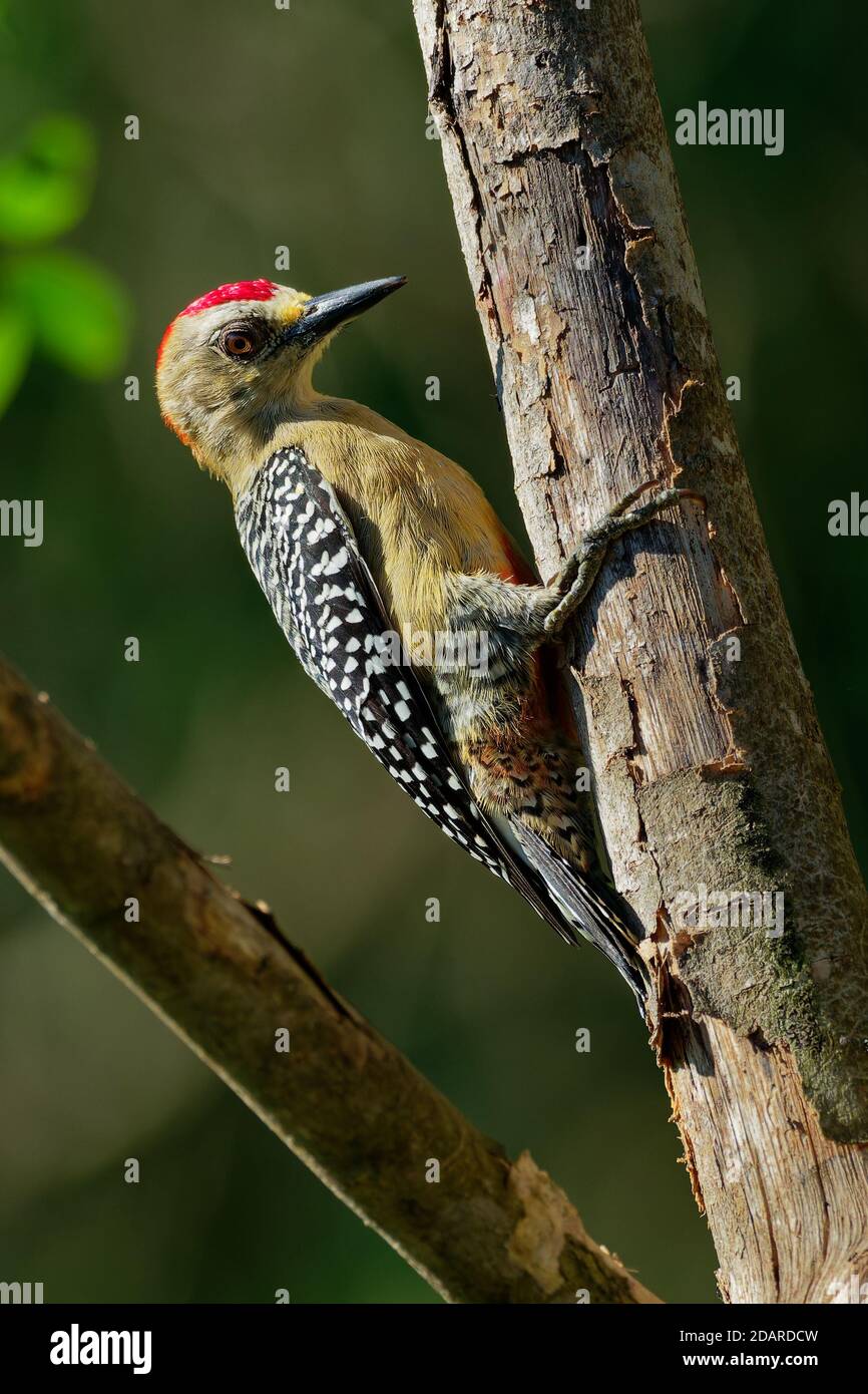 Hoffmanns Woodpecker - Melanerpes hoffmannii resident breeding bird from southern Honduras south to Costa Rica. It is a common species on the Pacific Stock Photo