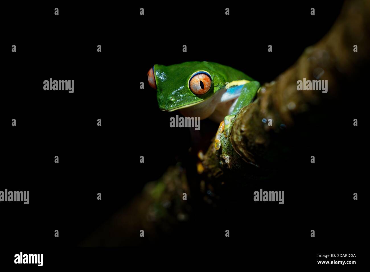 Red-eyed Tree Frog - Agalychnis callidryas arboreal hylid native to Neotropical rainforests from Mexico, Central America to Colombia, frog on the leaf Stock Photo