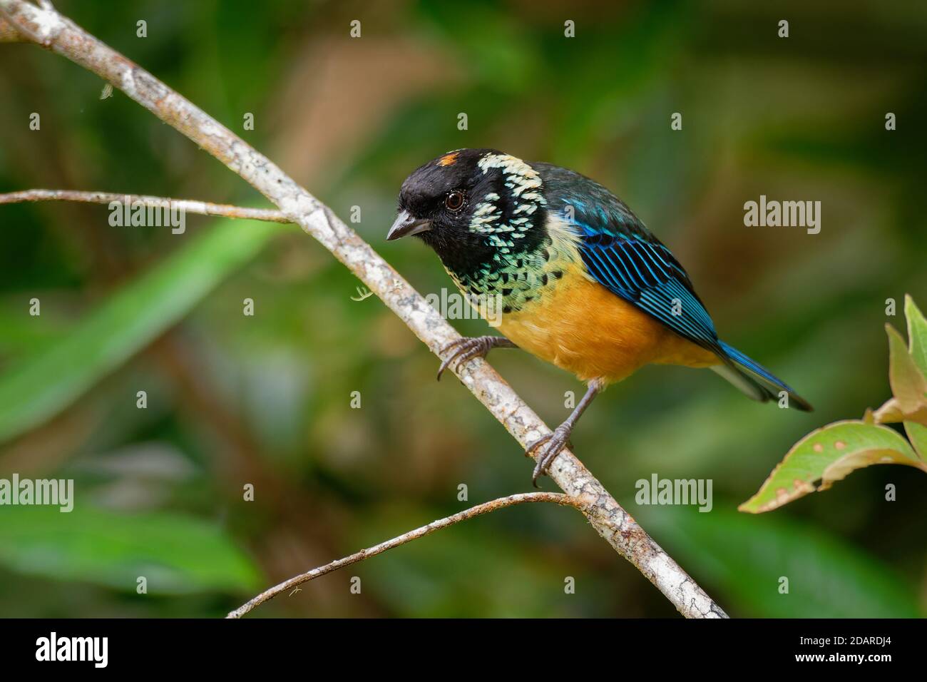 Spangle-cheeked Tanager - Tangara dowii passerine bird, endemic resident breeder in the highlands of Costa Rica and Panama, formerly considered conspe Stock Photo