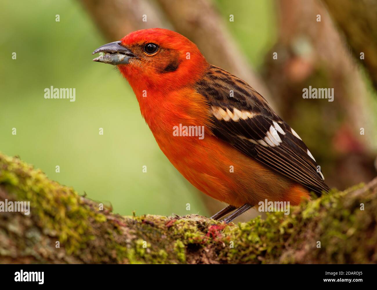 Flame-colored Tanager  - Piranga bidentata formerly stripe-backed tanager, American songbird, Formerly placed in the tanager family Thraupidae, now cl Stock Photo