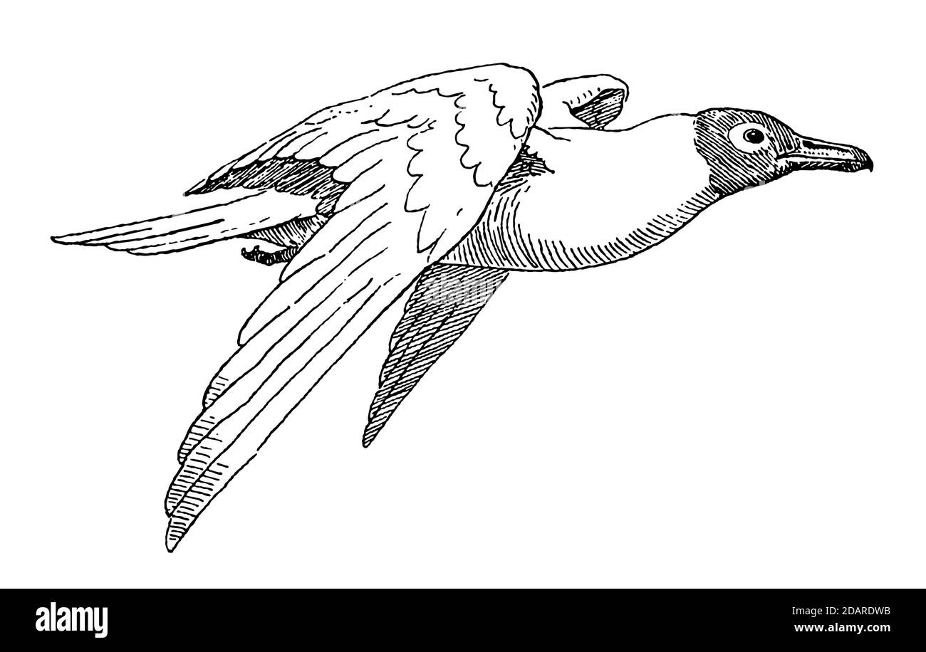 Flying black-headed gull, chroicocephalus ridibundus in side view Stock Vector