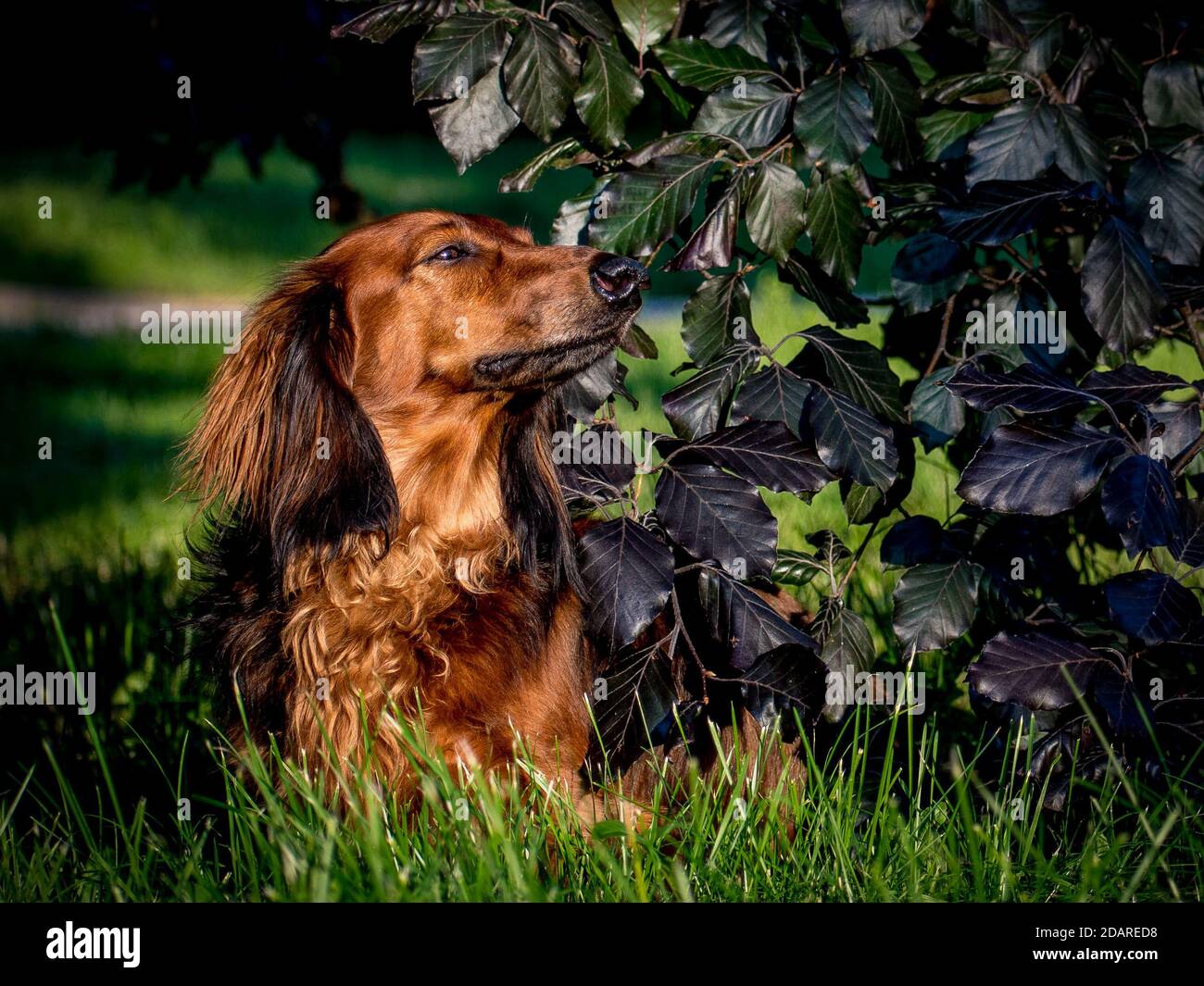 Dachshund dog happily lying under a tree for a walk in the park Stock Photo
