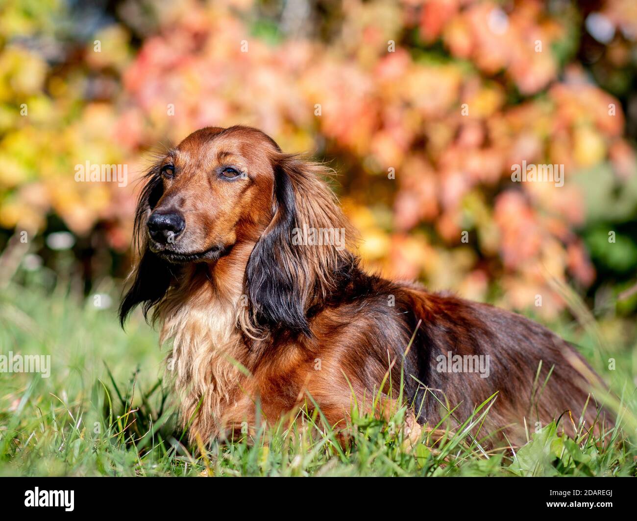 Dachshund dog model waiting in the autumn meadow Stock Photo