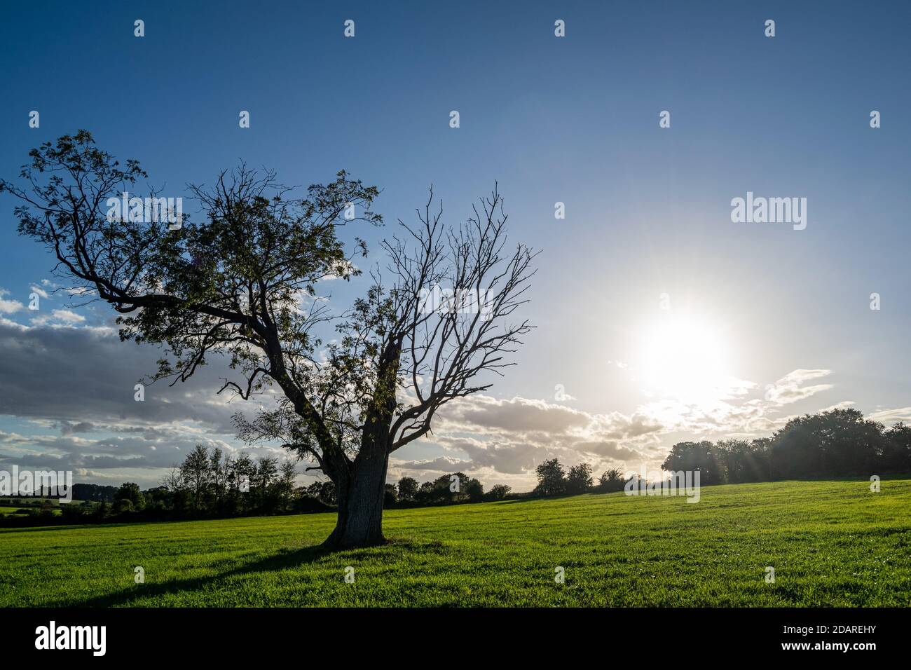 Huge lonely isolated tree on an agricultural field, nature in decline due to exploitation by agriculture, last one tree standing on farmland. Stock Photo