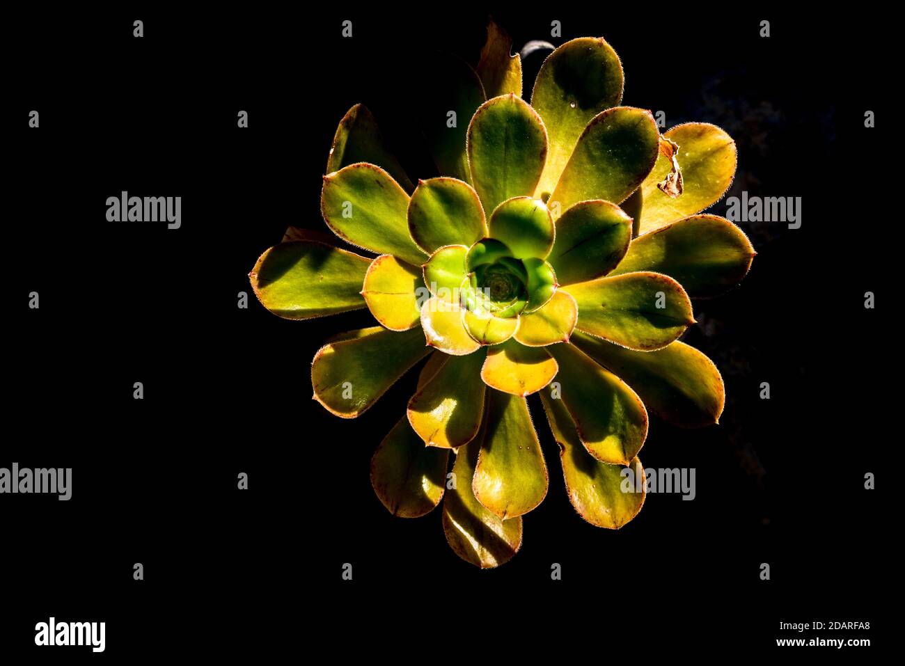 Single flower, Canary Islands, Spain, Western Europa Stock Photo