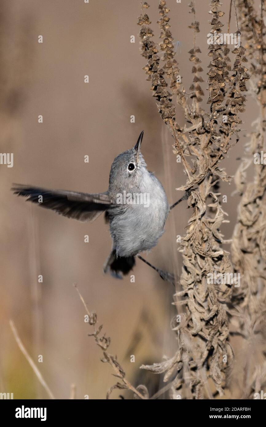 Blue Gray Gnatcatcher clings to vegetation branch while stretching one wing feather out for balance. Stock Photo