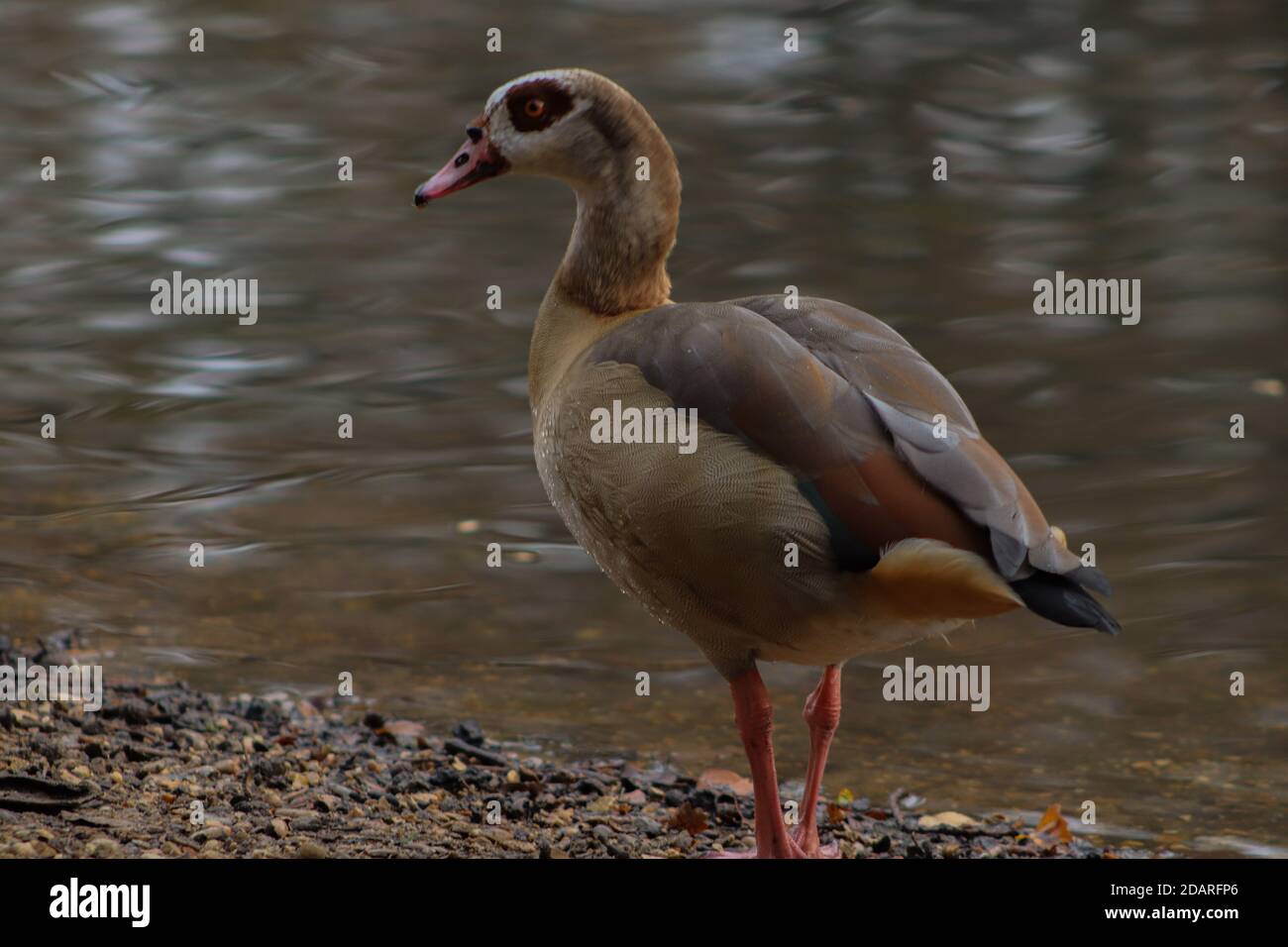 Groupe d'oiseaux sauvages photo stock. Image du aigle - 124842810