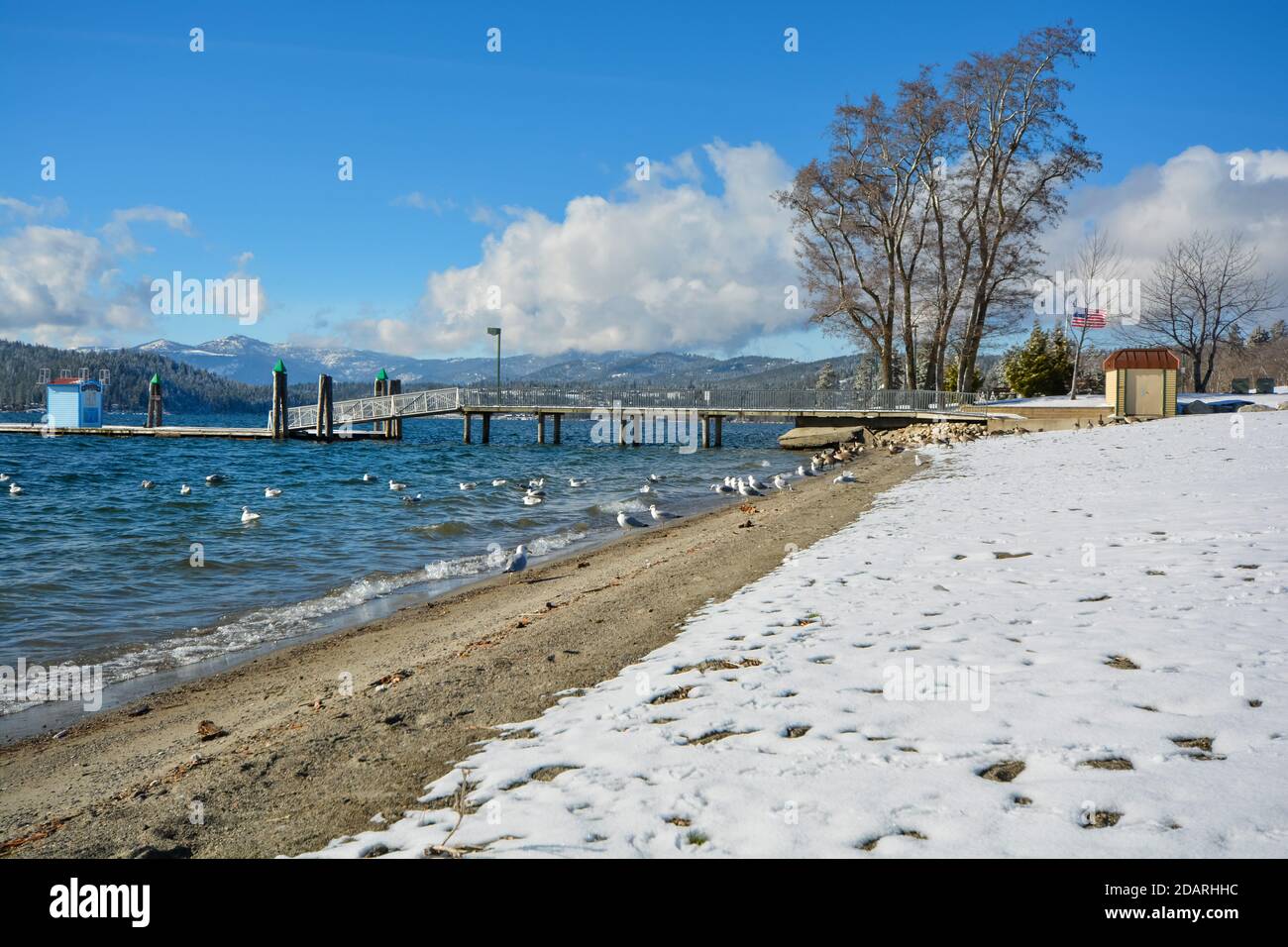 Canadian Geese and Seagulls gather at the beach along the lake during winter snow in Coeur d'Alene, Idaho USA Stock Photo