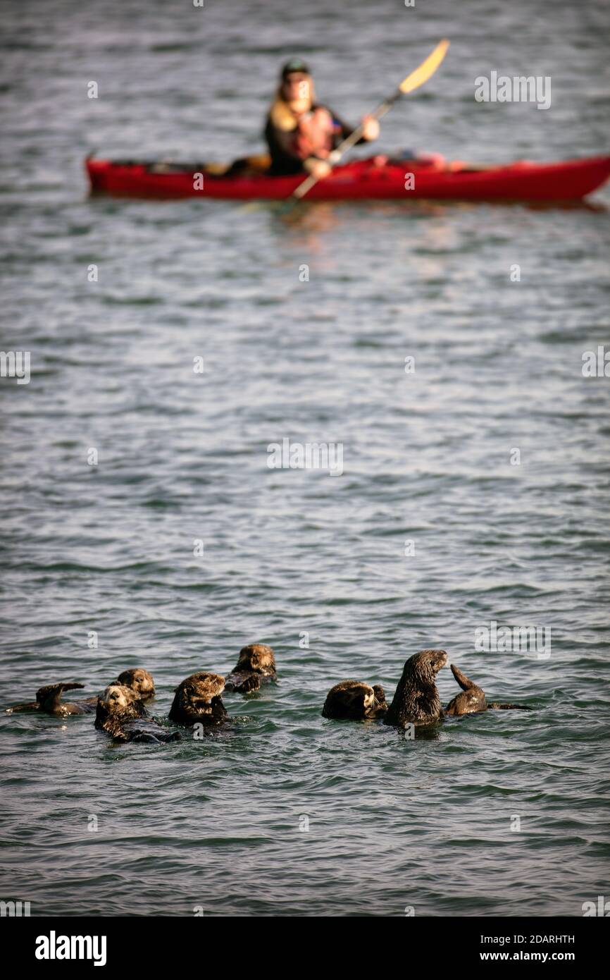 Monterey sea otter kayak hires stock photography and images Alamy