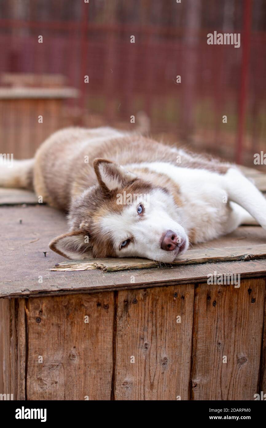 Siberian husky dog lying on a wooden house. The dog is lying, bored and ...